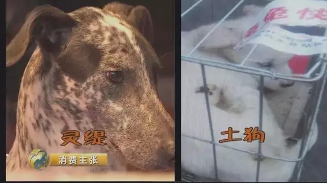 同城宠物买卖骗局套路,58收留宠物骗局是真的吗