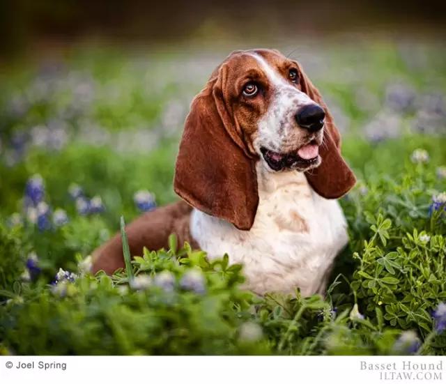 动物世界犬种-巴吉度猎犬