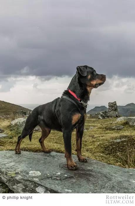 德国犬种罗威纳犬图片,动物世界家禽篇