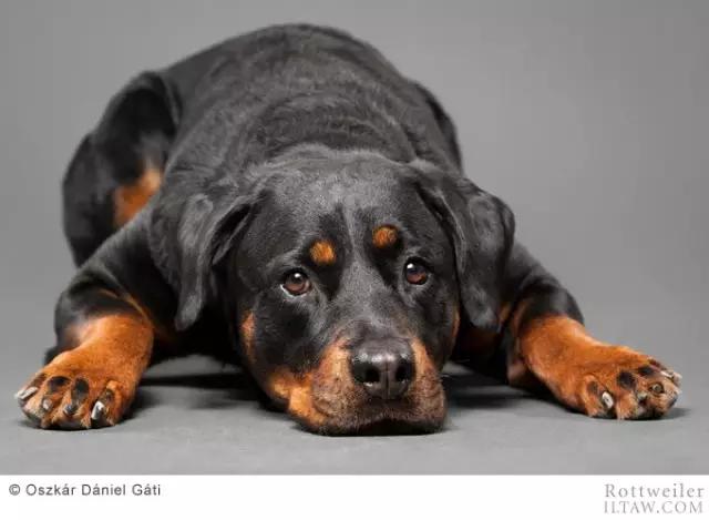 德国犬种罗威纳犬图片,动物世界家禽篇