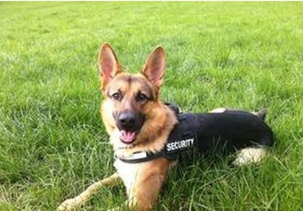 德牧羊犬有化脓皮肤病怎么办,德牧皮肤病类型及治疗