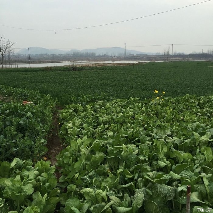 春天钓鲫鱼,春天钓黑坑新鱼