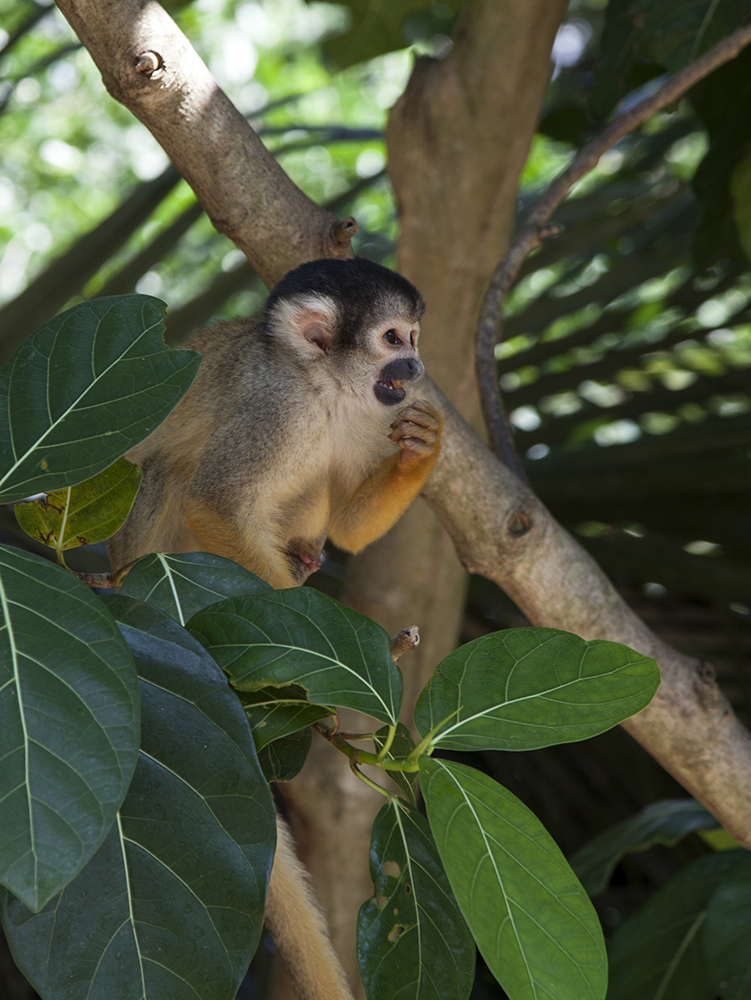 日本除了爱泡澡的温泉猴，还有这群爱翻女生包包的“扒手猴”