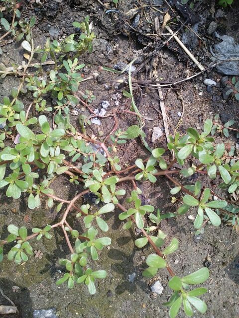 夏天到了容易长痱子如何处理,夏天痱子怎么治好得快