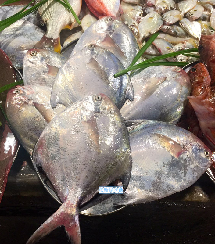 唐朝人为什么要将鲳鱼称为“狗瞌睡鱼”？六种鲳鱼你认识几种？