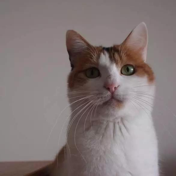 「3月上海领养」给流浪的它们一个温暖的家！