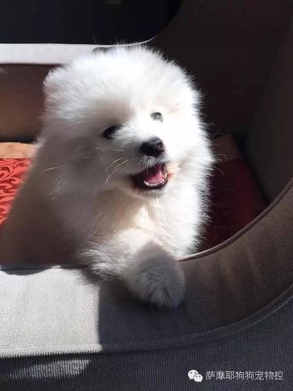 一只特立独行的萨摩,一只呆萌的哈巴狗