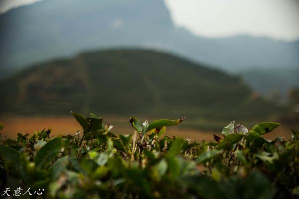 漫游武夷山之自驾游,漫游武夷记