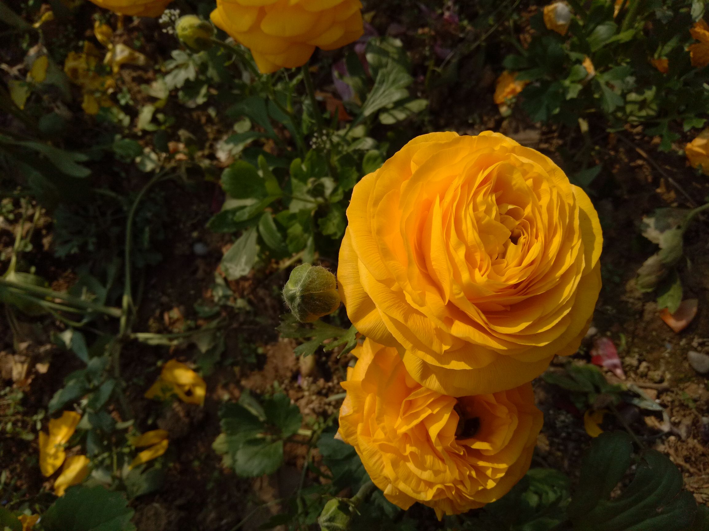 oppor9pro深度测评,oppor9详细测评