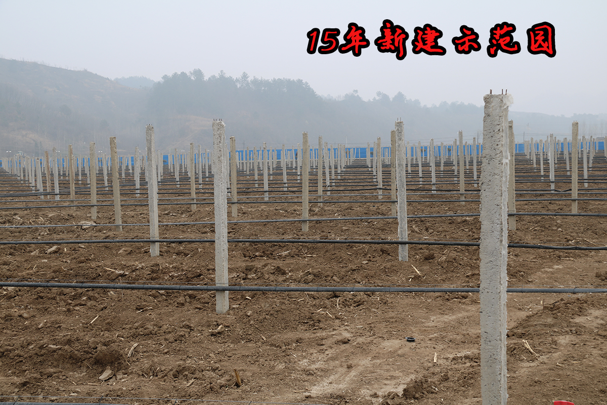 为什么有的猕猴桃一点都不酸,猕猴桃放软了还特别酸怎么回事