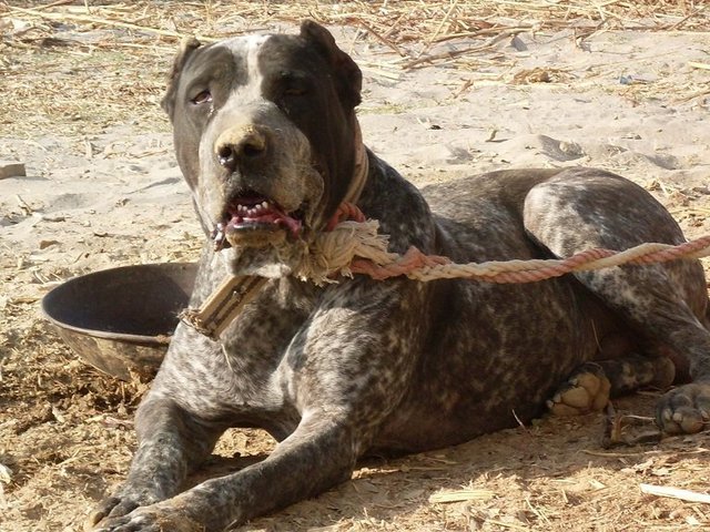 巴基斯坦库达犬帅气视频,世界十大不温顺狗