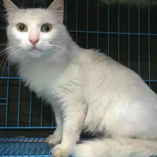 2022上海宠物领养中心官网,上海宠物领养日申请领养概率