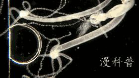 科学美图6：水螅的嘴是撕出来的、零重力下蜡烛火焰是蓝色的圆形