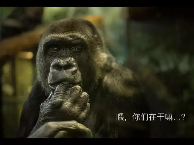 不会制作ppt别担心,初学者不会做ppt