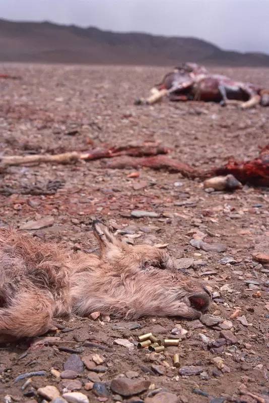 奚志农带队-10天9晚不丹之旅,4月24日出发