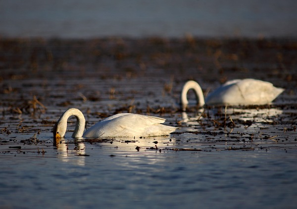 白石水库看天鹅最佳位置导航,白石水库看天鹅2020