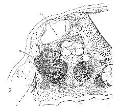 饶毅华大基因,饶毅和饶兵