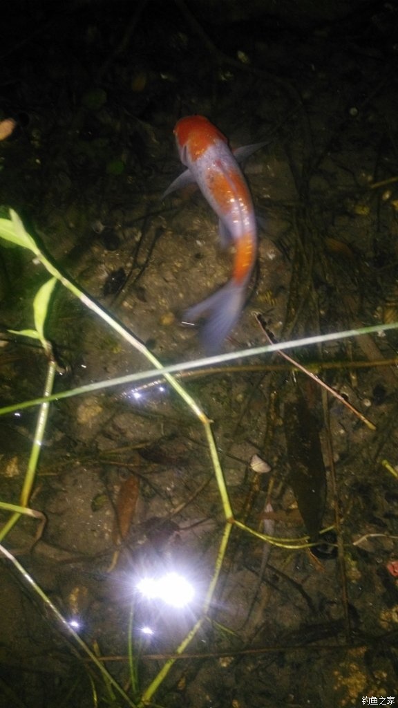 锦鲤迎春鱼跃龙门,锦鲤观赏鱼鸿运当头