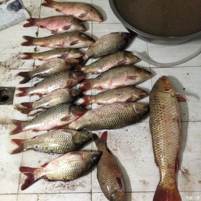 宁夏人钓鱼,黄河钓鱼的人多吗