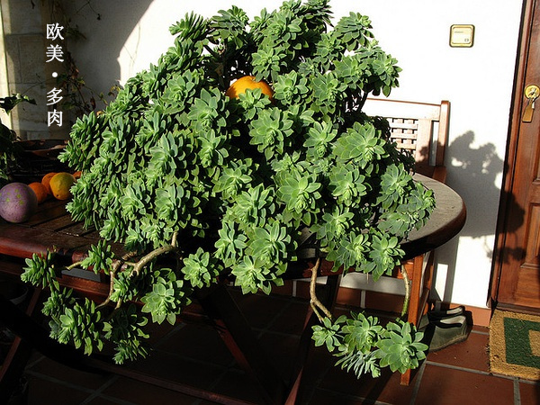 多肉张狂起来,狂野型多肉