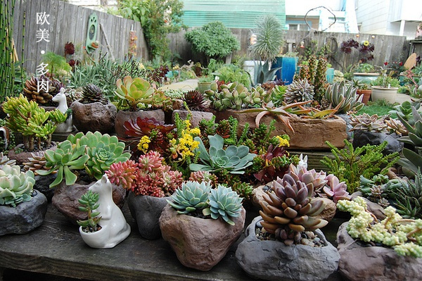 多肉张狂起来,狂野型多肉