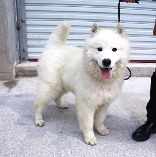 上海猫咪领养虹口,喵小汪宠物领养