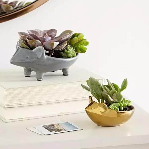 疯狂动物城怎么换到侏罗纪,怎么弄疯狂动物城视频