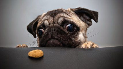 狗狗肠胃炎怎么办？狗狗肠胃炎的原因及治疗