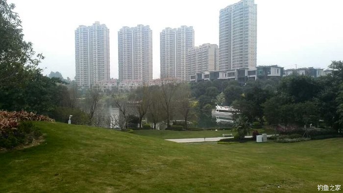 锦鲤迎春鱼跃龙门,锦鲤观赏鱼鸿运当头