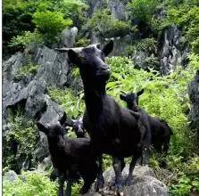 从a到z的食物单词,从a到z开头的食物英文