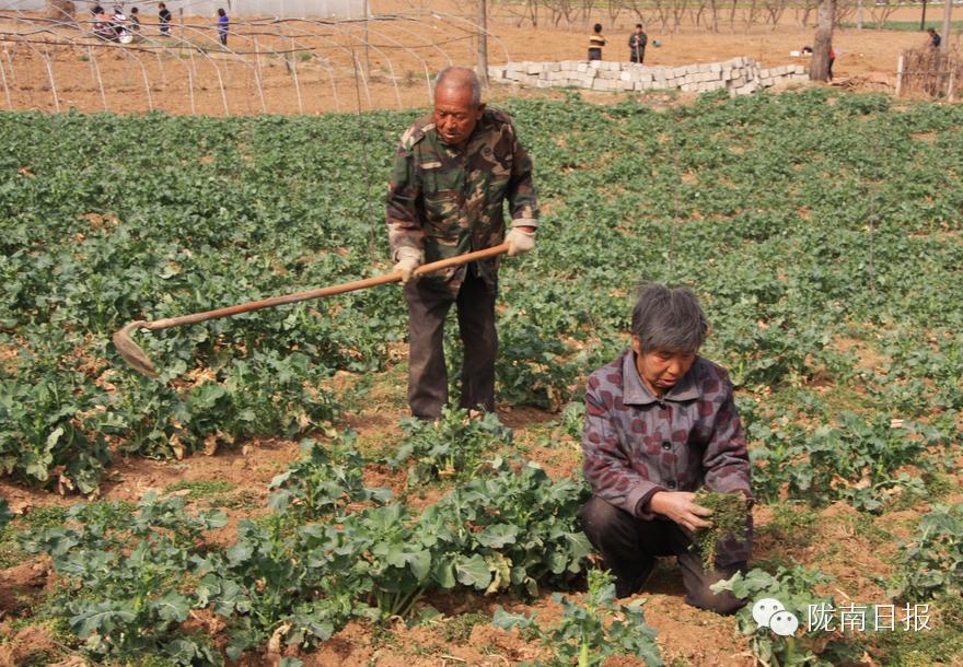 新闻资讯我县春耕春播热火朝天,春耕忙新闻