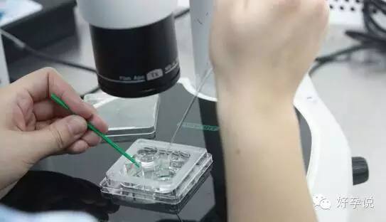 存放十年的胚胎,保存生胚