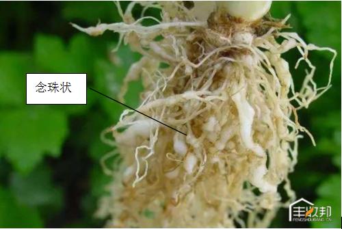 种植白菜心怎么管理,防治白菜萝卜病虫害哪个药好