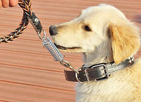 遛狗的狗绳怎么给狗狗套上,外出遛狗怎样才能让狗跟着主人走