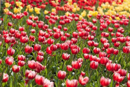 世界上最名贵的花图片大全,世界上最贵的10种花