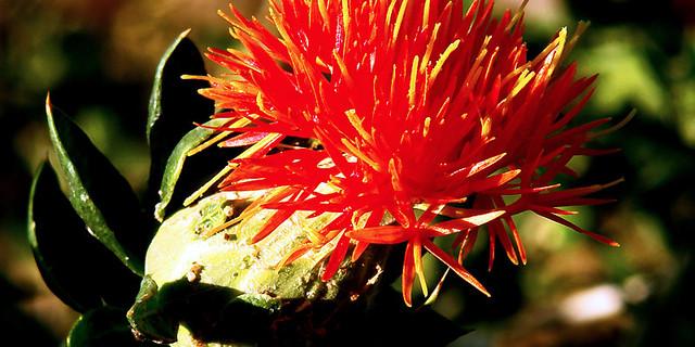 我国名贵的花有哪些品种,中国最名贵的花排名第一