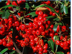 红楼梦美食大盘点,红楼梦美食名场面