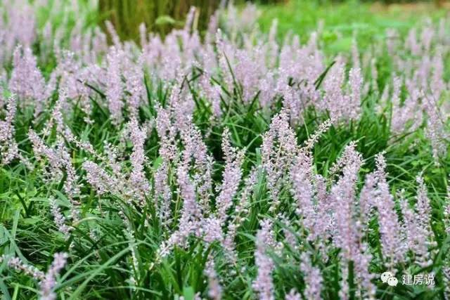 别墅庭院景观树图片大全,别墅庭院围栏用什么树