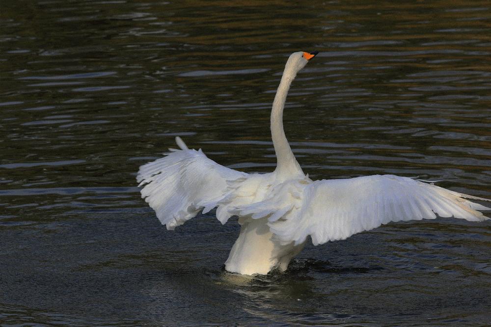 满分作文议论文700字以上,高中优秀作文满分范文议论文