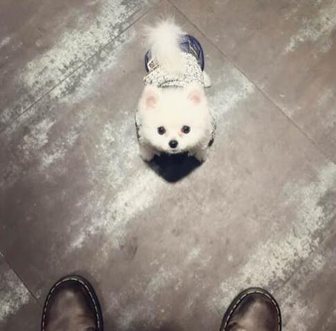 深圳新瑞鹏宠物医院,深圳叮当宠物医院罗湖分院