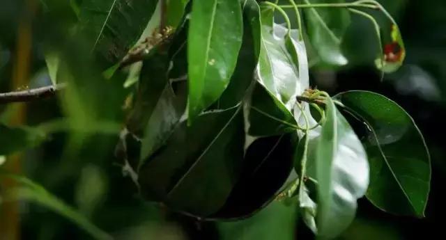 豆瓣9.7的冷门好片，送给每个热爱生命的人