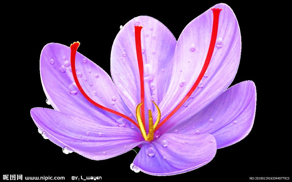 女人的花漂亮又高贵,藏红花被誉为女性之花