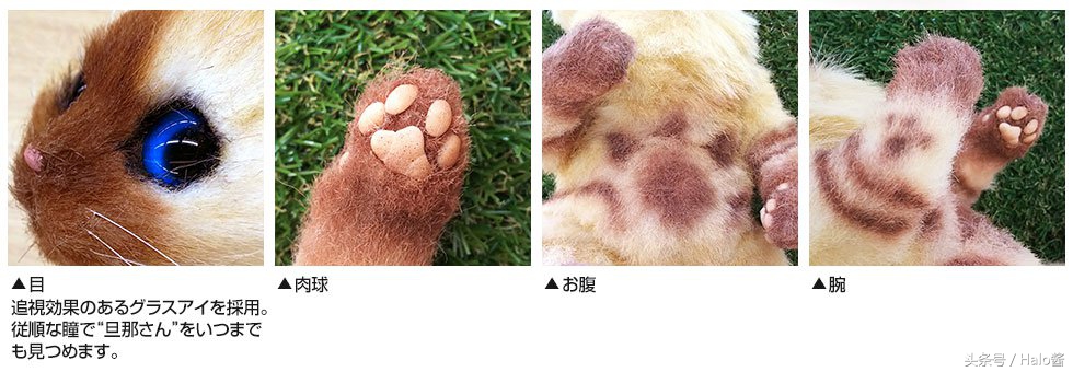 怪物猎人世界三只艾露猫,怪物猎人艾露猫真人