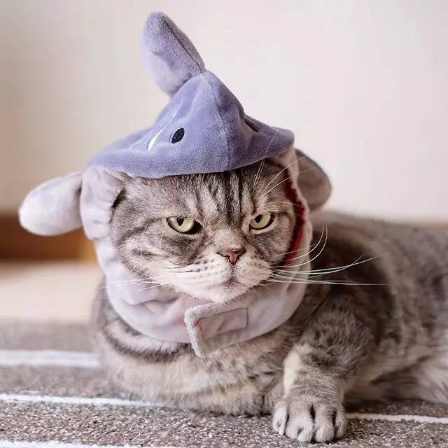 怎样亲近喵星人教你5个实用贴士,喵星人独门秘籍