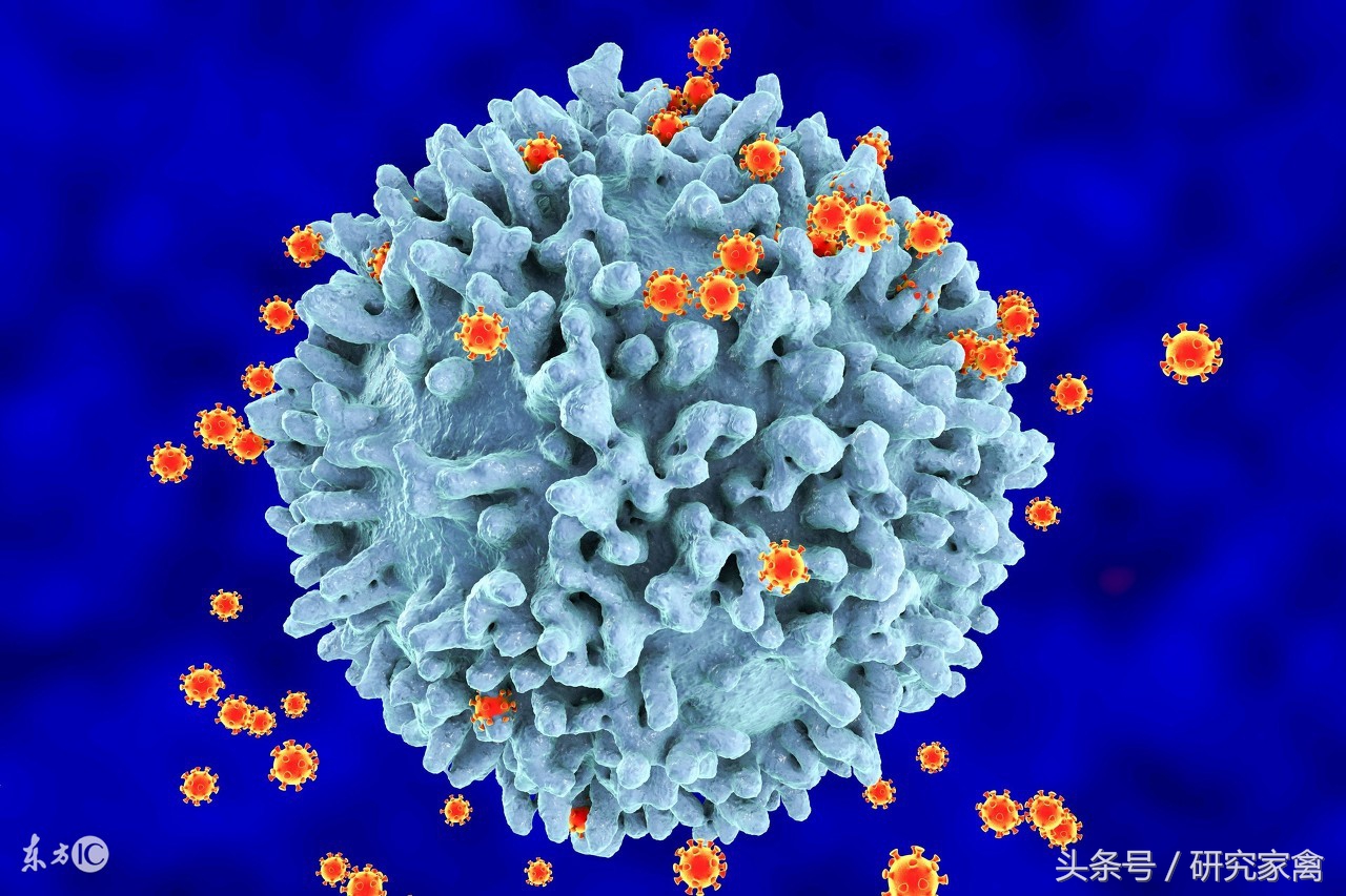 大肉食鸡肺不好怎么回事,大肉食鸡呼吸道