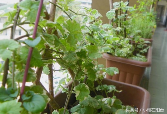 吊兰和薄荷放在一个盆里养,薄荷怎么养才能爆盆6种养护事项