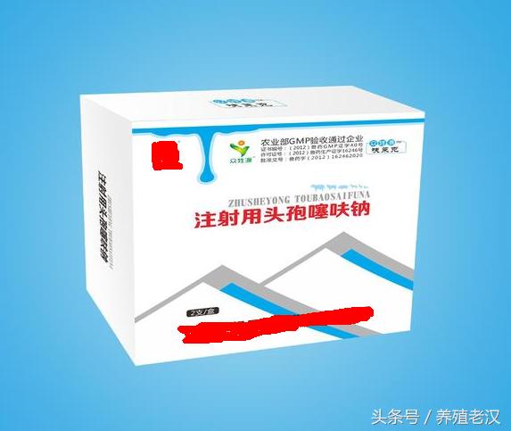 农村养猪猪死了怎么处理,养殖场猪被咬伤