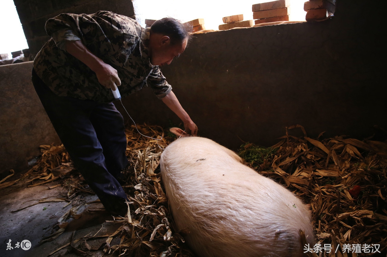 农村养猪猪死了怎么处理,养殖场猪被咬伤