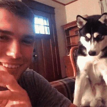 二哈最近的生活,二哈的那些事