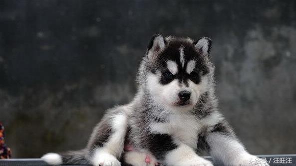 哈士奇护食爆冲,哈士奇小狗训练全套教程